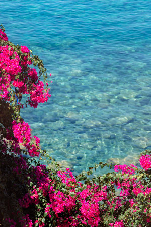 Bougainvillea pink flowers from Italy with the blue sea in backgroundの写真素材