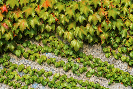 Boston ivy or Parthenocissus tricuspidata plant on the wall. Japanese creeper or Japanese ivy...