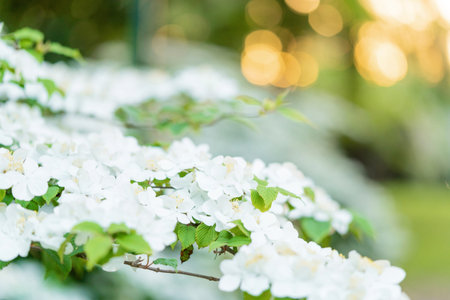 Blooming apple tree in spring time on sunset time in the spring garden. Close up of white flowers on...