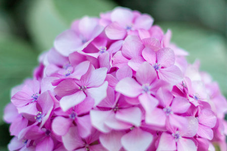 Hydrangea flower, Hydrangea macrophylla, or Hortensia flower with green stem and foliage blooming in...