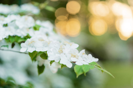 Blooming apple tree in spring time on sunset time in the spring garden. Close up of white flowers on treeの写真素材