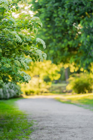 White beautiful blooming flowers in the spring sunny day in the park. Pathway on backgroundの写真素材