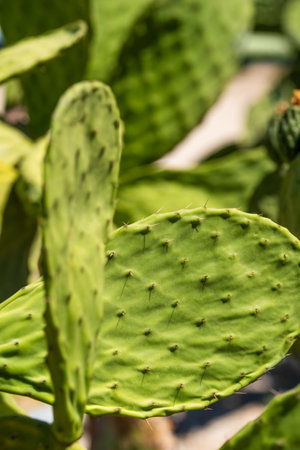 Prickly pear or Indian fig opuntia cactus. Barbary fig or spineless cactus with small fruits, tropical plant closeupの写真素材