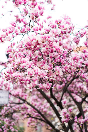 Magnolia soulangeana, also known as Saucer or Chinese Magnolia. Vibrant pink flowers blossoms on...