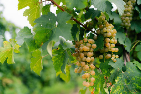 Ripe Chardonnay grapes hanging on vine at the time of grape harvest. Bunch of white grapes between...