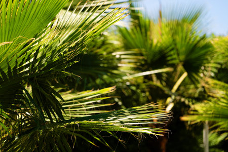 Bright green palm leaves basking in sunlight, tropical and serene atmosphere. Jungle background of...