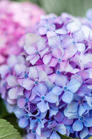 Hydrangea flower, Hydrangea macrophylla, or Hortensia flower with green stem and foliage blooming in spring and summer in gardenの写真素材