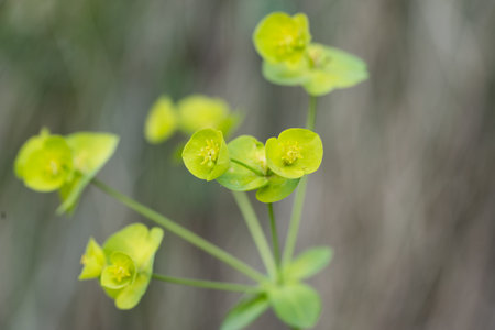 Selective focus image of the Wood Spurge or Euphorbia amygdaloides. Euphorbia flowering evergreen...
