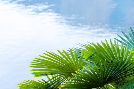 Palm tree leaves against blue sky on a sunny summer dayの写真素材