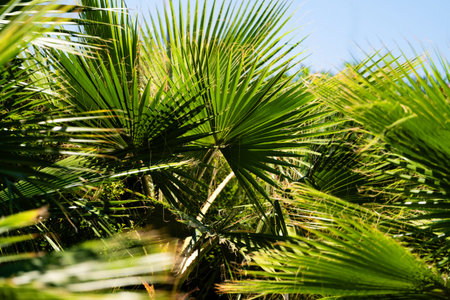 Bright green palm leaves basking in sunlight, tropical and serene atmosphere. Jungle background of...