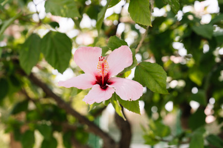 Vibrant pink hibiscus flower in full bloom, captured in natural outdoor setting with green leaves and soft sunlight in the backgroundの写真素材