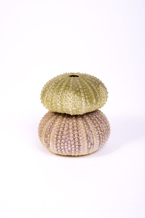 Two isolated sea urchin (green and pink) on a white background