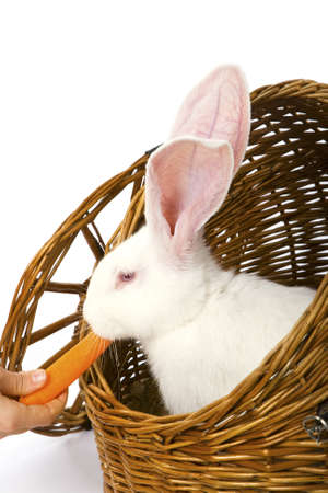Big-eared, red-eyed white rabbit eating carrot in a basketの写真素材