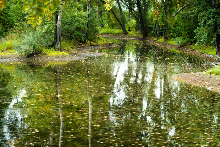 Peaceful lake water surface with plants and reflection.