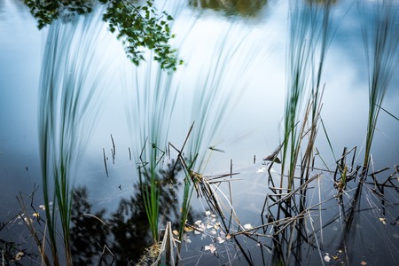 Peaceful lake water surface with plants and reflection.の写真素材