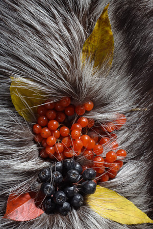 Fur with lots of berries. Winter concept