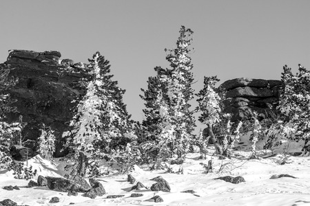 Beautiful winter landscape with snow covered treesの写真素材