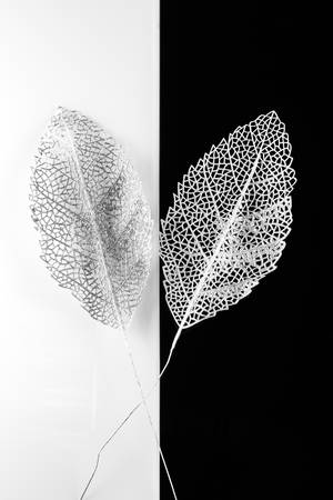 silver decorative leaves on white and black backgroundの写真素材