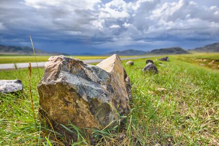 beautiful steppe herbs in early summer against the skyの写真素材