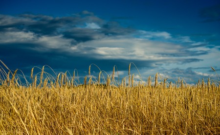 Summer landscape with wheat field and dark sky with cloudsの写真素材