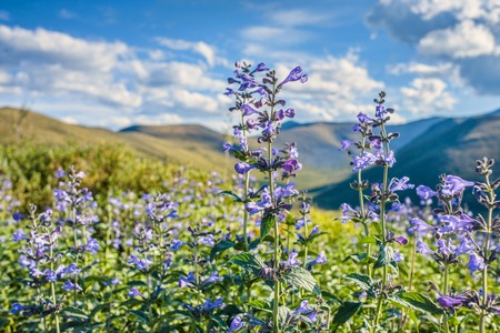 Lavender Flowers Field. Growing and Blooming Lavenderの写真素材