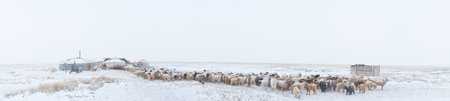 herd of herbivorous animals in snowy prairieの写真素材