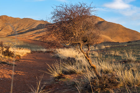 tree with Bushes growing along roadの写真素材