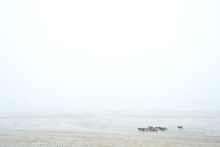 horses on plain at snowy dayの写真素材