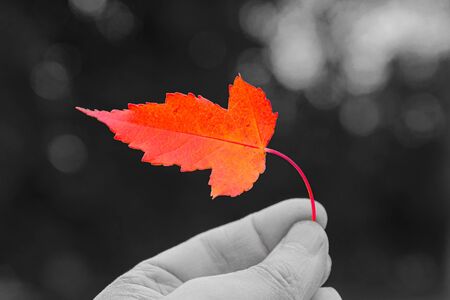 Colorful red-orange maple leaf in hand at black and white background.の写真素材