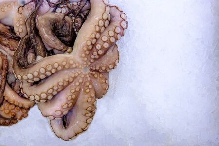 Fresh raw octopus on ice, white background. Closeup top view with copy space.の写真素材