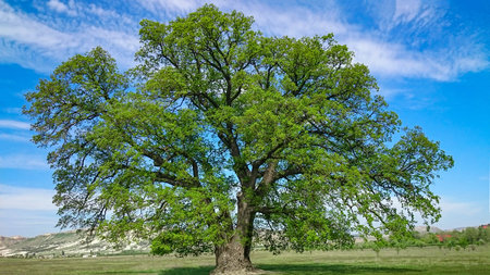 Giant beautiful lonely oak tree stands in a green field against a blue sky.
