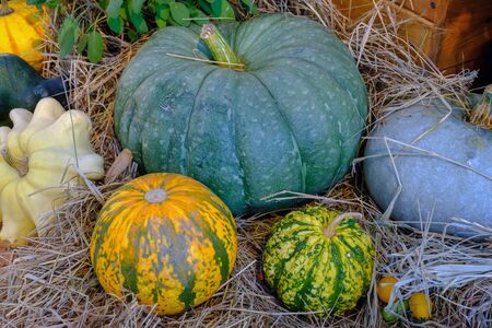 Various of decorative colorful pumpkins after autumn harvest on farmer market.の写真素材