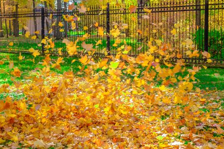 Colorful beautiful leaves from trees fall and spin in the air in an autumn park.の写真素材