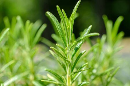 A branch of growing rosemary. Close up view.の写真素材