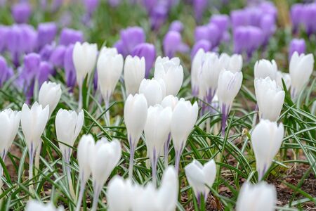 Field of white and purple crocuses.の写真素材
