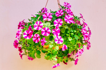 Pink-white striped flowers in flowerpots handling on pink wall.の写真素材