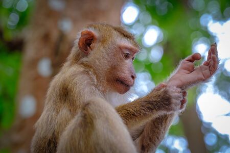 Portrait of wild monkey in forest. Close up view.の写真素材