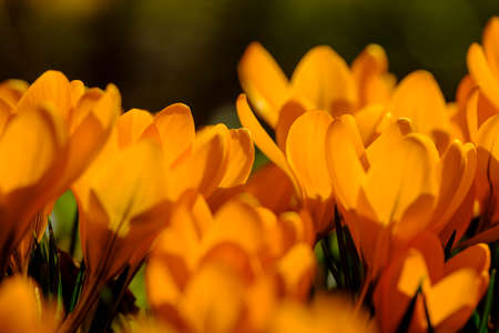 Many spring flowers, orange crocuses in the garden.の写真素材