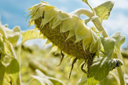 Sunflowers under blue skyの写真素材