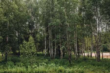 Silent green forest.Scenic view of summer green park lawn surrounded by trees on cloudy day. Nobody.の写真素材
