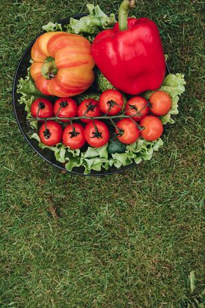 Few of fresh appetizing vegetable in plate on green grass at sunny summer day full shotの写真素材