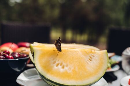Selective focus of butterfly on yellow sweet melonの写真素材