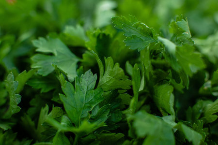 Macro parsley background. Fresh green parsley grass