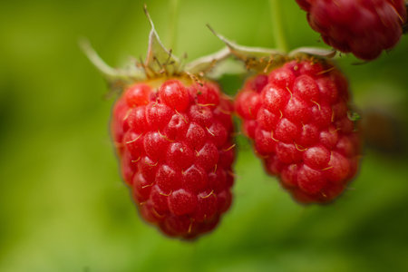 Ripe raspberry berries ripened on a branch in the forest. a few pink berries hang on a branch