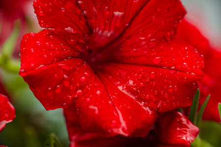 Nature photo of a beautiful petunia flowerの写真素材