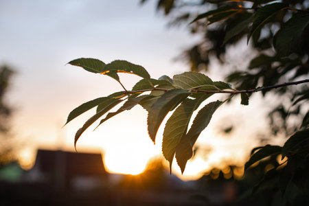 A tree branch in evening sunlight.