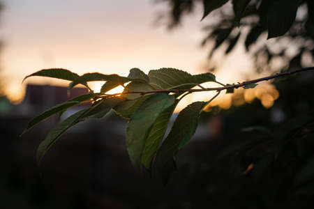 A tree branch in evening sunlight. Close-up of a tree branch with green leaves in evening sunlight against blue sky at sunset.の写真素材