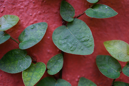 ficus pumilaの素材