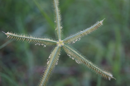 Crowfoot grass star の素材
