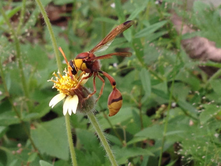 hornets